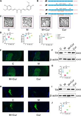 Curcumin alleviates 1-methyl- 4-phenyl- 1,2,3,6-tetrahydropyridine- induced Parkinson’s disease in mice via modulating gut microbiota and short-chain fatty acids